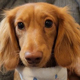 Woody - Dachshund