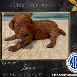 Poodle Puppies from Bridge City Poodles