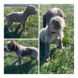 Maizey - Wirehaired Pointing Griffon puppy in Jerome, Idaho from Double R Griffons