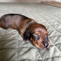 Scar - Red male Dachshund puppy in Las Vegas, Nevada from Desert Dachshunds