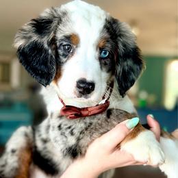 Cheerios one blue eye - Blue merle male Bernedoodle puppy in Marion, Ohio from Doodles & Doxies