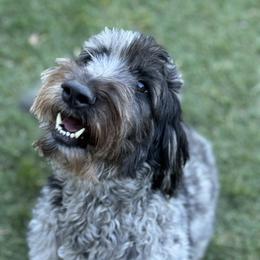 Oreo - Goldendoodle