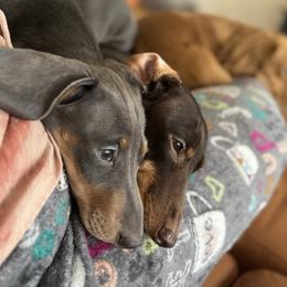 Zipper - Blue and tan male Dachshund puppy in Havertown, Pennsylvania from Beaks and Barks, LLC