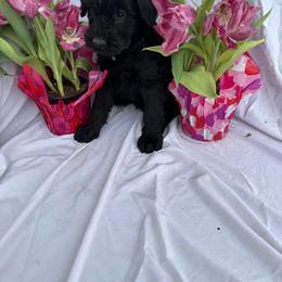 Purple - Black Giant Schnauzer puppy in Missouri from Jotunn Kennels