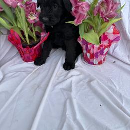 Purple - Black Giant Schnauzer puppy in Missouri from Jotunn Kennels