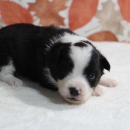 Blair - Black tri female Toy Australian Shepherd puppy in Bauxite, Arkansas from J & B Mini Aussies