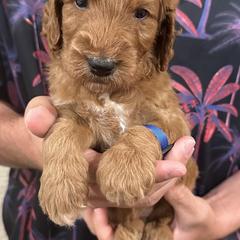 Irish Doodle and Labradoodle Puppies from Bipsi's Doodles