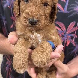 Irish Doodle and Labradoodle Puppies from Bipsi's Doodles