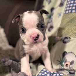 Marley - Blue male Boston Terrier puppy in Spokane Valley, Washington from Saltese Acres Boston Terriers