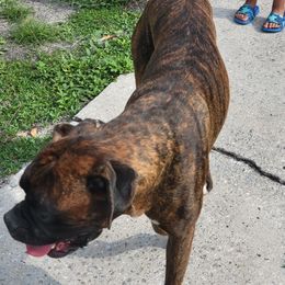 Boxers from Cote's Boxers