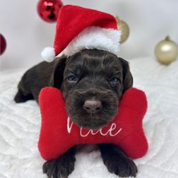 Hope (Red) - Chocolate female Australian Labradoodle puppy in Citrus Heights, California from Elite Blend Labradoodles