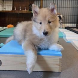 Collie Puppies from Curtain Call Collies