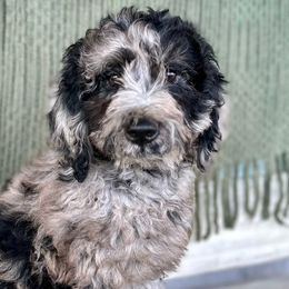 Boy 1 - Merle Goldendoodle puppy in Powell, Tennessee from Melhorn Manor & Farm Doodles