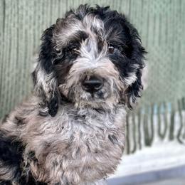 Boy 1 - Merle Goldendoodle puppy in Powell, Tennessee from Melhorn Manor & Farm Doodles