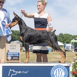 Neuma - Doberman Pinscher