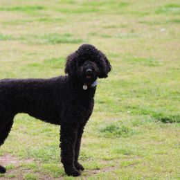 Bernedoodles and Labradoodles from Pine Brook Pups