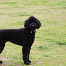 Bernedoodles and Labradoodles from Pine Brook Pups