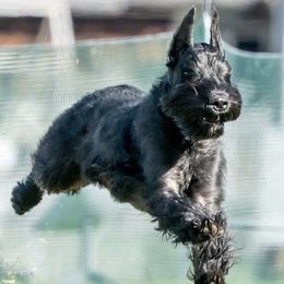 Giant Schnauzers from Sweetly Giants