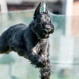 Giant Schnauzers from Sweetly Giants