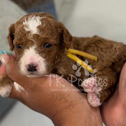 Strawberry - Red  female Poodle puppy in Belleville, New Jersey from TK Poodles