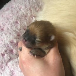 Pomeranian Puppies from Pardi Poms