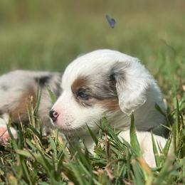 Calliope - Blue merle female Miniature Australian Shepherd puppy in Greenville, South Carolina from QC Homestead Miniature Australian Shepherds