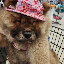 Australian Shepherds and Chow Chow from Calypso Chow Chows and Australian Shepherds