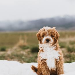 Bernedoodle, Boxer, Goldendoodle, and Havapoo Puppies from Lady Paws Puppies