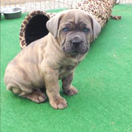 Alberto - Gray brindle male Cane Corso puppy in Nashville, Tennessee from Prestigious K9