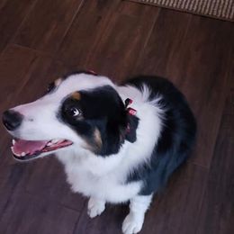 Australian Shepherd All Grown Up from Spunky Farms Aussies