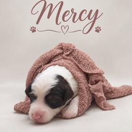 Mercy - Chocolate female Assorted Doodle Crosses puppy in Waco, Georgia from Huff Family Doxies & Doodles