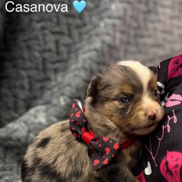 Casanova - Blue merle male Toy Australian Shepherd puppy in Carlsbad, New Mexico from Carlsbad Toy Aussies
