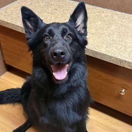 Luna - German Shepherd