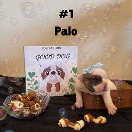 Palo - White male Bulldog puppy in Tremonton, Utah from Snuggle Pups