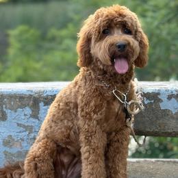 Birdie - Labradoodle