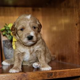 Yellow - Red female Australian Labradoodle puppy in Milton, North Carolina from Good Day Doodles