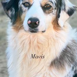 Australian Shepherd Puppies from Paint ByNumbers Ranch