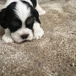 Cocker Spaniel Puppies from Dalin Cockers