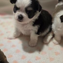 Winston - Black and white male Chihuahua puppy in Brooksville, Florida from Daystars Chihuahuas