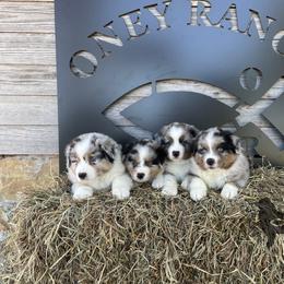 Australian Shepherd Puppies from OR Aussies