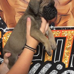 Honda - Red fawn female Bullmastiff puppy in South Attleboro, Massachusetts from Bessettes Bullies