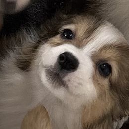 Echo - American Corgi puppy in Hopkinsville, Kentucky from Pardon My French Corgis