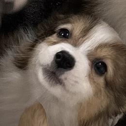 Echo - American Corgi puppy in Hopkinsville, Kentucky from Pardon My French Corgis