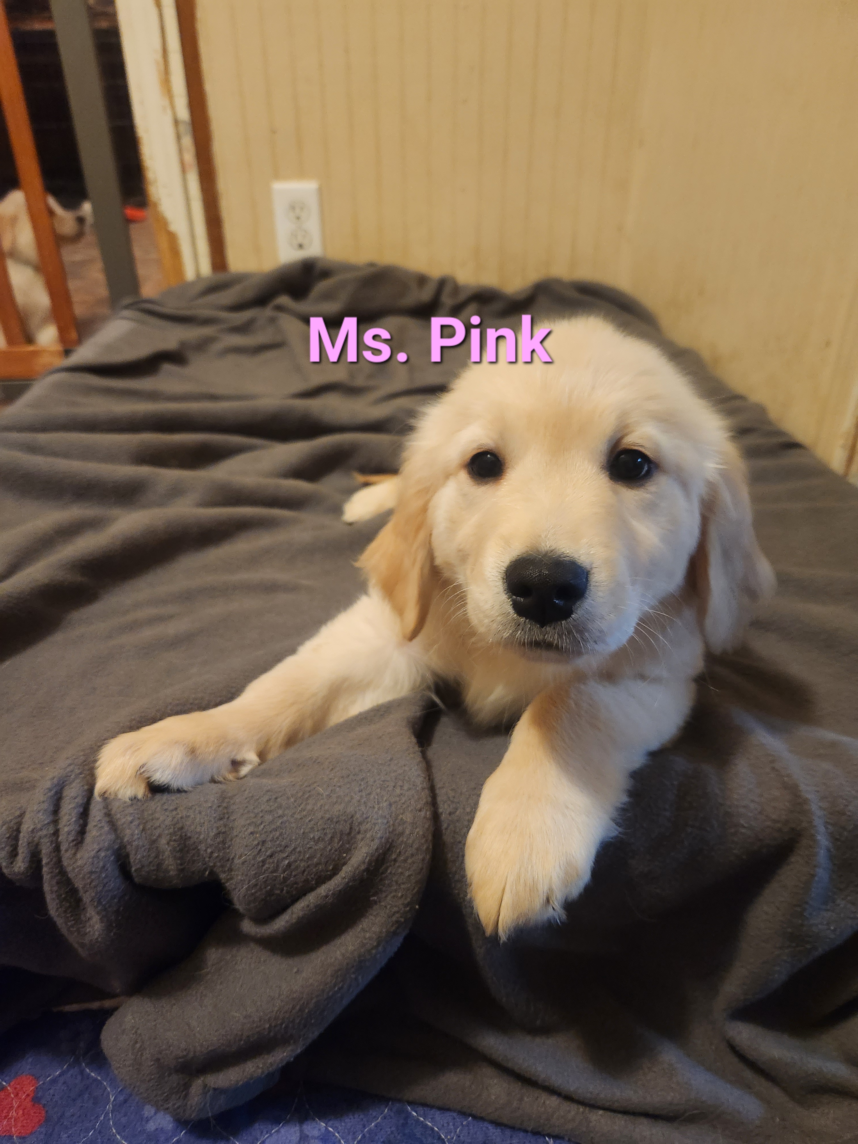 Golden Retriever Puppies from Halo Kennels