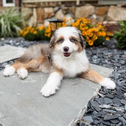 Sprinkles (Dark Blue Collar) - Blue merle male Aussiedoodle puppy in Sharpsburg, Georgia from Steindoodles