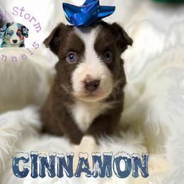 Cinnamon - Red & white male Miniature Australian Shepherd puppy in Lubbock, Texas from Baby Storm Kennels