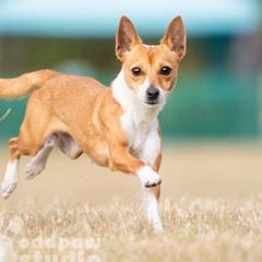Portuguese Podengo Pequenos and Silken Windhounds from Perla Sighthounds