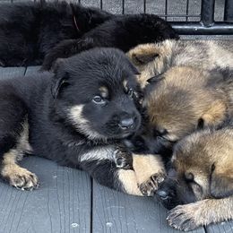 German Shepherd Puppies from Platzhirsch German Shepards