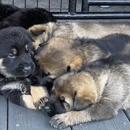 German Shepherd Puppies from Platzhirsch German Shepards