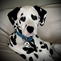 Dalmatian All Grown Up from HatTrick Dalmatians